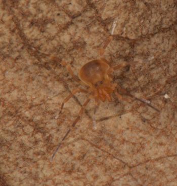 Media type: image;   Invertebrate Zoology 136540